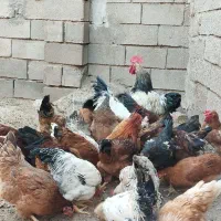 خروس و مرغ تخمگذار جوان