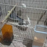 عروس هلندی|پرنده|مشهد, گاز|دیوار