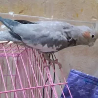 عرپس هلندی