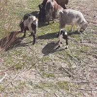 ۱۶ راس بز جوان