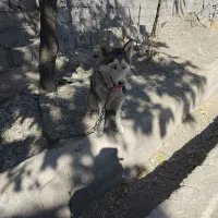 سگ هاسکی ماده|سگ|مشهد, طرق|دیوار