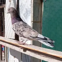 کفتر سرور|پرنده|ماهدشت, |دیوار