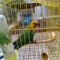 طوطی|پرنده|بهبهان, |دیوار