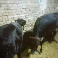 انواع گاو و گوساله گوشتی و داشتی|حیوانات مزرعه|تبریز, |دیوار