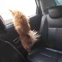 واگذاری سگ اشپیتز پامر|سگ|شیراز, قلات|دیوار