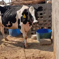 فروش گاو|حیوانات مزرعه|دوگنبدان, |دیوار