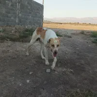 سگ زیبا ونگهبان