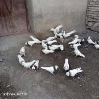 فروش کبوتر طوقی هر رنگی بخواهید دارم|پرنده|کرمانشاه, |دیوار