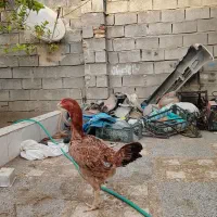 دوعدد ماده بسیار ذات بالا|حیوانات مزرعه|میناب, |دیوار