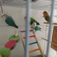 پرنده  دو جفت  با ا قفس همه یک جاه|پرنده|لامرد, |دیوار