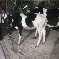 گاو ابستن با گوساله ماده بزرگ