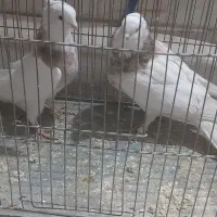 طوقی رنگارنگ|پرنده|قنوات, |دیوار