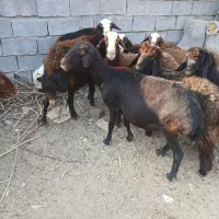 سلام ۵ عدد میش قزل افشاری جوان آبستن|حیوانات مزرعه|اندیمشک, |دیوار