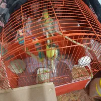 طوطی عروس هلندی جفت جوجه زا