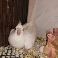 عروس‌ هلندی
