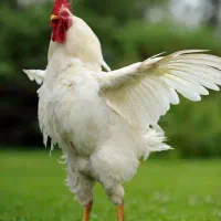 قربانی خروس کشتنی