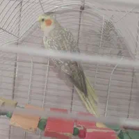 عروس هلندی نر|پرنده|مشگین شهر, |دیوار