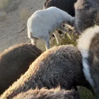 ۵ عدد میش اوستن|حیوانات مزرعه|راین, |دیوار