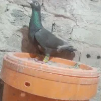 گرفتنی|پرنده|نیشابور, سرآب کوشک|دیوار