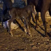 کره مادیان|اسب و تجهیزات اسبسواری|قم, پردیسان|دیوار