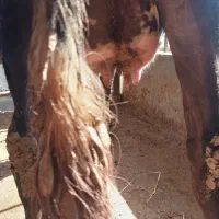 گاو آبستن|حیوانات مزرعه|نوکنده, |دیوار