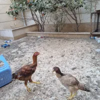 مرغ وخروس لاری|حیوانات مزرعه|اقبالیه, |دیوار