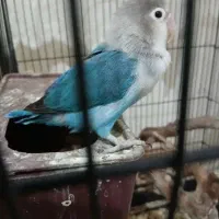 طوطی برزیلی رنگ خاص و زیبا
