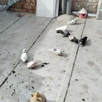 کبوتر بلند پرواز