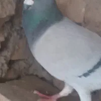 فروش یک عدد کبوتر مسافتی ماده گرفتنی