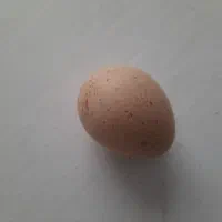تخم پرنده