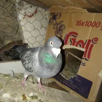 پرنده فروشی میرآباد کردشت