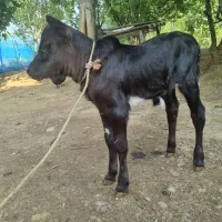 گوساله لیشه چالوسی