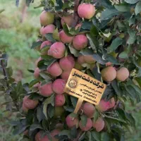 انواع ارقام نهالی های اصلاح شده