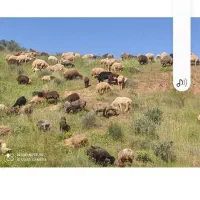 استخدام خانواده جهت نگهبانی در طرح دامداری