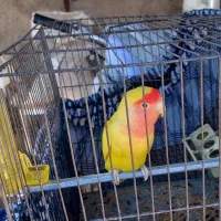 طوطی برزیلی نر|پرنده|قزوین, |دیوار