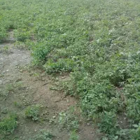 نهال اصلاح شده گوجه بادمجان فلفل .و سبزی