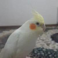 عروس هلندی لونتینو