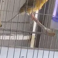 جفت قناری شتری