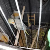 عروس هلندی جفت یبار تخم گذاشتن با قفس مخصوص جوجه