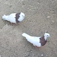 طوقی نر و ماده جفت