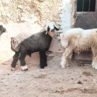 بره نر سبک|حیوانات مزرعه|مرودشت, نقش رستم|دیوار