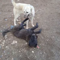 سگ سرابی|سگ|میانه, |دیوار