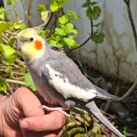 عروس هلندی نر