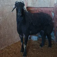 قوچ قزل افشار و قره چال بز سانن