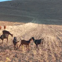 ** بزاصیل مورسیا **