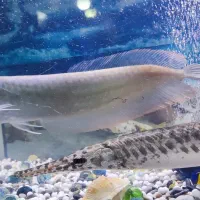 فروش ماهی سوسماری