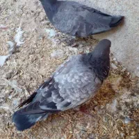 ۱۸کبوتر برا فروش