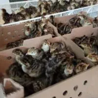 جوجه بوقلمون برنز یک روزه|حیوانات مزرعه|بابل, |دیوار