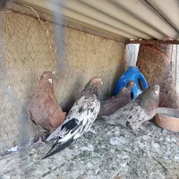 کبوتر سرور وقرمز