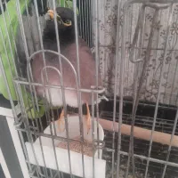 مینا جوان باهوش دستی|پرنده|زرقان, |دیوار